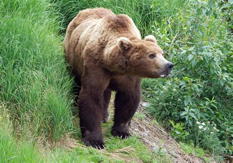 arasaka soldier|brown bear attack in alaska.